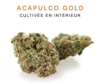 CBD en gros : Acapulco Gold