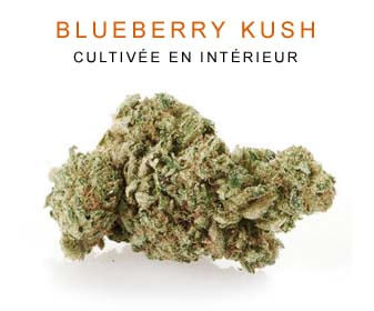 CBD en gros : Blueberry Kush