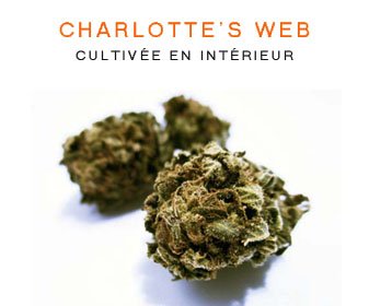 CBD en gros : Charlotte's Web