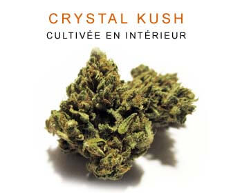 CBD en gros : Crystal Kush