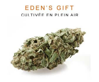 CBD en gros : Eden's Gift