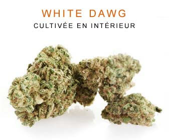 CBD en gros : White Dawg