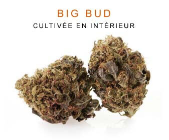 CBD en gros : Big Bud