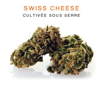 CBD en gros : Swiss Cheese