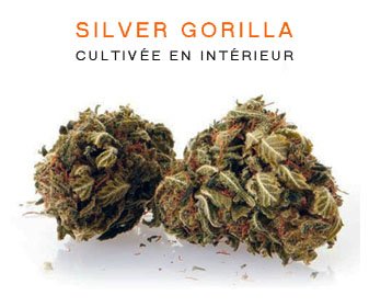 CBD en gros : Silver Gorilla
