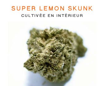 CBD en gros : Super Lemon Skunk