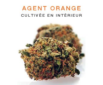 CBD en gros : Agent Orange